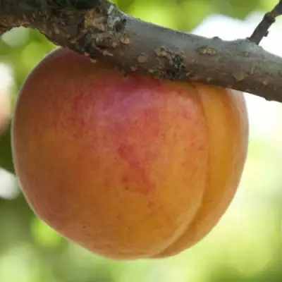  АПРИУМ в Молодечно