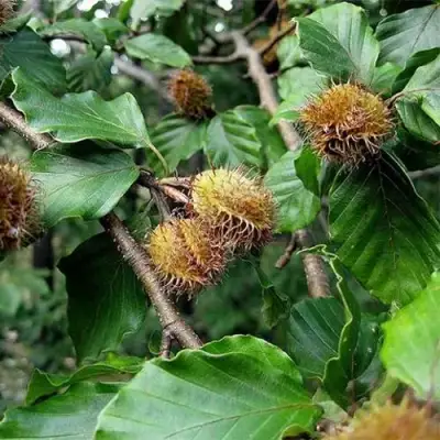 Бук обыкновенный в Молодечно