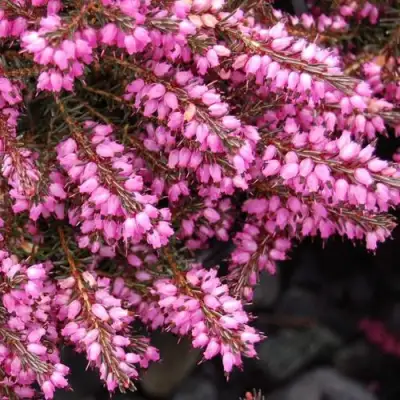 Эрика СТИНКЕ дарленская в Молодечно