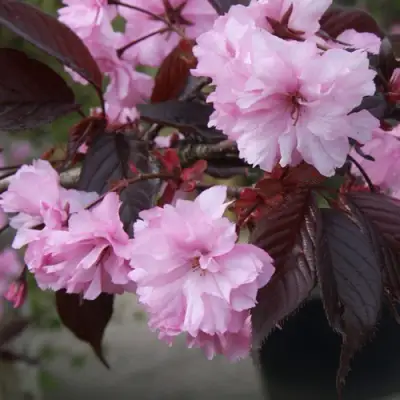 Сакура РОЯЛ БУРГУНДИ в Молодечно