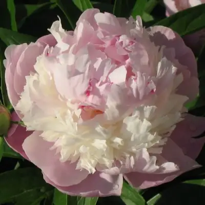 Пион ЩЕРБЕТ травянистый в Молодечно