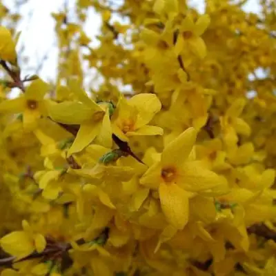 Форзиция ТАРАНДТ промежуточная в Молодечно