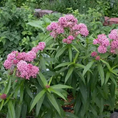 Ваточник МЯСО-КРАСНЫЙ в Молодечно