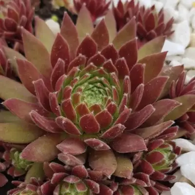 Молодило ЛЮФТШПРУНГ в Молодечно