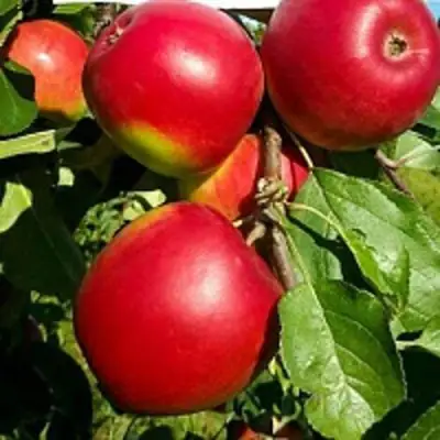 Яблоня РЕДФРИ в Молодечно