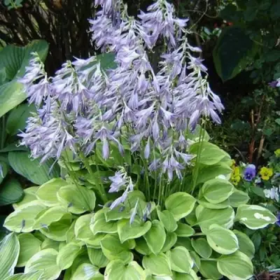 Хоста ГОЛДЕН ТИАРА в Молодечно