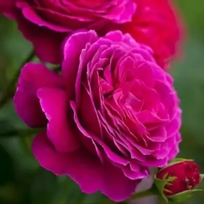 Роза МАЛИНОВЫЙ ЗВОН чайно-гибридная в Молодечно