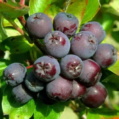 Рябина ЛИКЁРНАЯ сладкоплодная в Молодечно