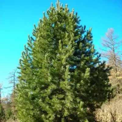 Сосна кедровая сибирская в Молодечно