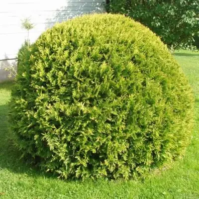 Туя ДАНИКА АУРЕА западная в Молодечно