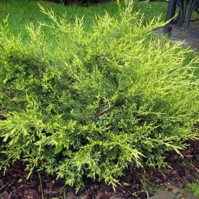 Можжевельник КУРИВАО ГОЛД китайский в Молодечно