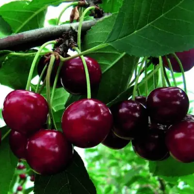 Дюк ЖИВИЦА (ЧЕРЕВИШНЯ) в Молодечно