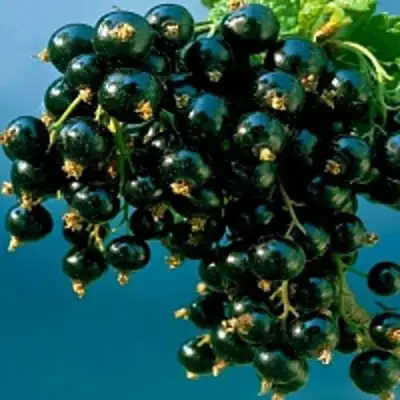 Смородина чёрная ИЗЮМНАЯ в Молодечно