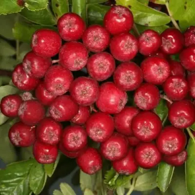 Рябина РУБИНОВАЯ сладкоплодная в Молодечно