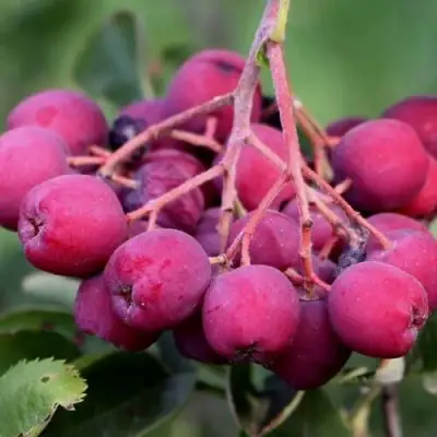 Рябина ДЕСЕРТНАЯ МИЧУРИНА сладкоплодная в Молодечно