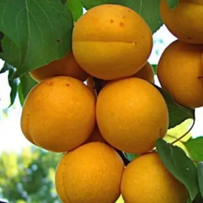 Абрикос ОНТАРИО в Молодечно