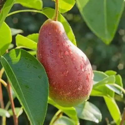 Груша ЯКОВЛЕВСКАЯ в Молодечно