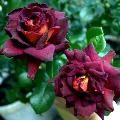 Роза ЭДДИ МИТЧЕЛЛ чайно-гибридная в Молодечно