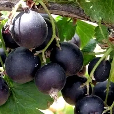 ЙОШТА в Молодечно