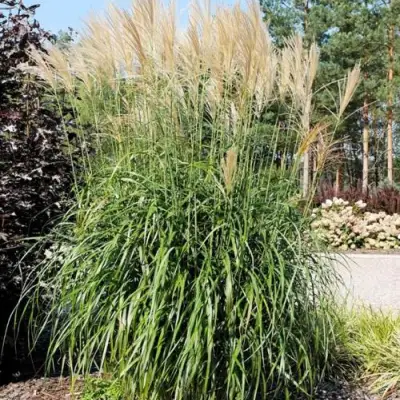 Мискантус ВАНИЛЛА СКАЙ китайский в Молодечно