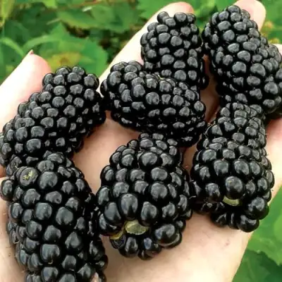 Ежевика ПРАЙМ АРК ФРИДОМ ремонтантная  в Молодечно