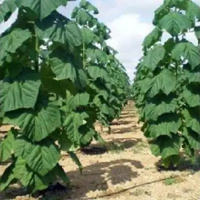 Павловния ПАО ТОГН Z07 в Молодечно