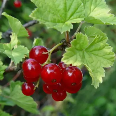 Смородина альпийская ШМИДТ в Молодечно