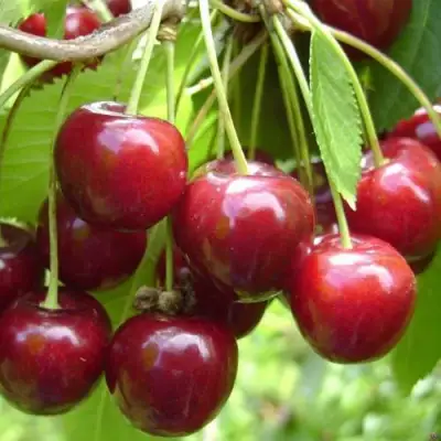 Черешня СИНЯВСКАЯ в Молодечно