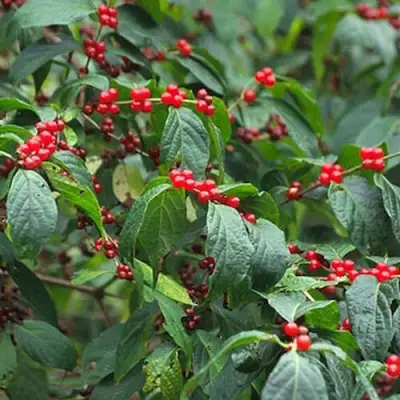 Жимолость МААКА в Молодечно