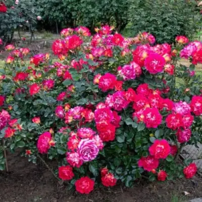 Роза БРЕРА флорибунда в Молодечно