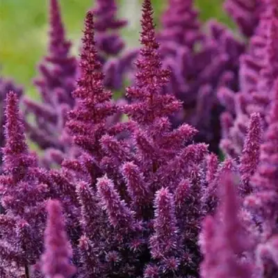 Астильба ПЕПЛ РЕЙН гибридная в Молодечно