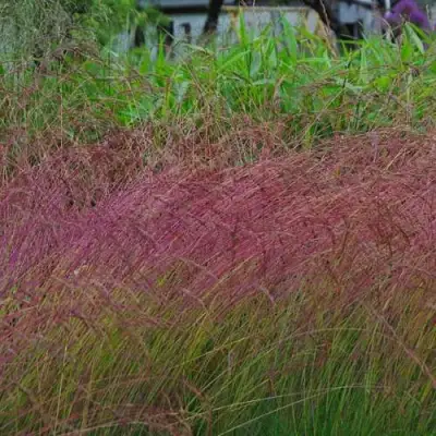 Овсянница АМЕТИСТОВАЯ в Молодечно