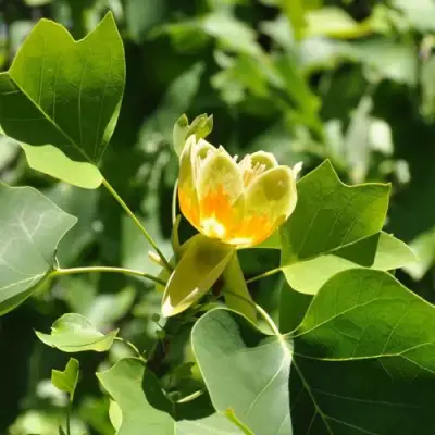 ЛИРИОДЕНДРОН тюльпанный в Молодечно