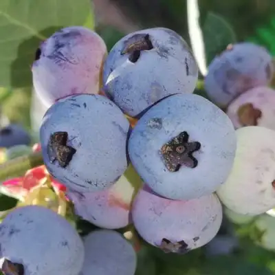 Голубика ХАРРИСОН в Молодечно