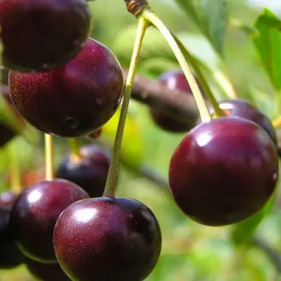 Вишня ЛИВЕНСКАЯ в Молодечно