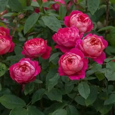 Роза БЕНДЖАМИН БРИТТЕН шраб в Молодечно