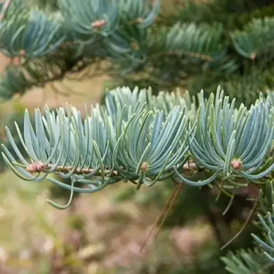 Пихта КОНКОЛОР в Молодечно