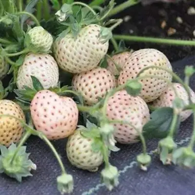 Клубника АНАНАСА ремонтантная в Молодечно