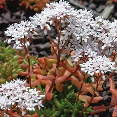 Очиток (седум) КОРАЛ КАРПЕТ белый в Молодечно