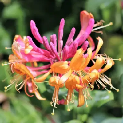 Жимолость ГЕКРОТА в Молодечно