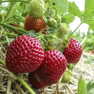 Клубника ЗЕНГА-ЗЕНГАНА в Молодечно