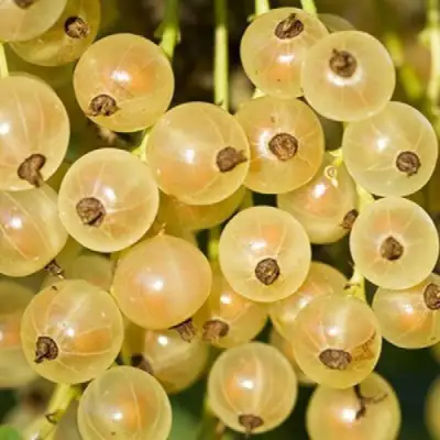 Смородина белая СМОЛЬЯНИНОВСКАЯ в Молодечно