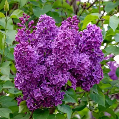 Сирень СУМЕРКИ в Молодечно