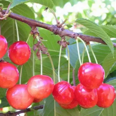 Черешня НАСЛАЖДЕНИЕ в Молодечно