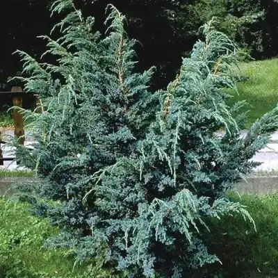 Можжевельник БЛЮ АЛЬПС китайский  в Молодечно