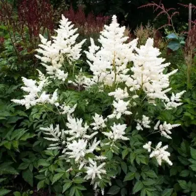 Астильба ДОЙЧЛАНД японская в Молодечно