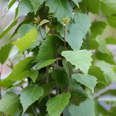 Береза ФАСТИГИАТА повислая  в Молодечно