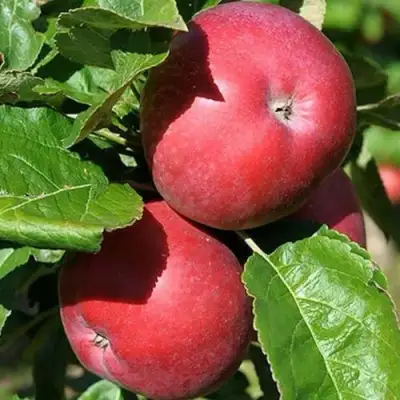 Яблоня СОЗВЕЗДИЕ колонновидная в Молодечно