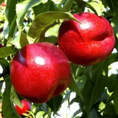 Нектарин ХАРКО в Молодечно