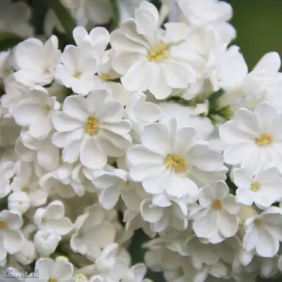 Сирень РОЧЕСТЕР в Молодечно